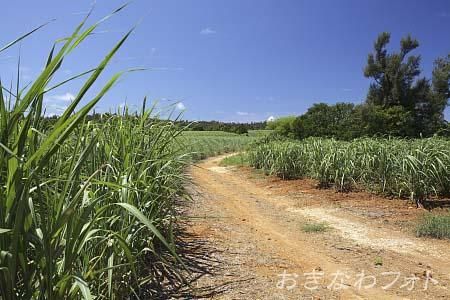 サトウキビ畑