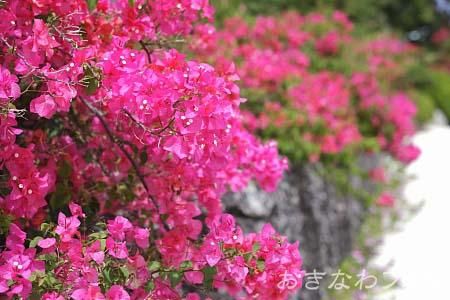 ブーゲンビリア