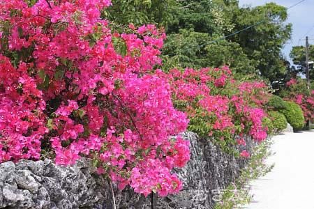 ブーゲンビリア