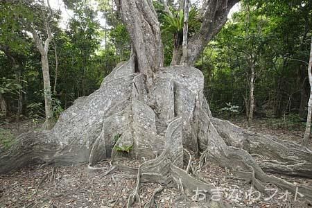 サキシマスオウの木