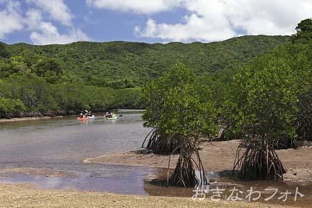 吹通川マングローブ