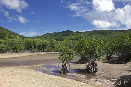 吹通川マングローブ