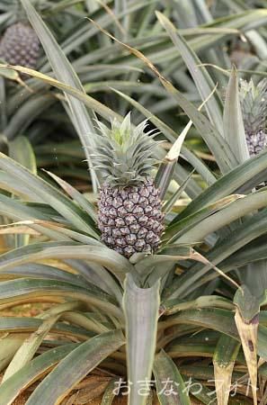 パイナップル