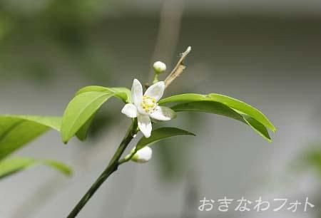 シークヮーサー