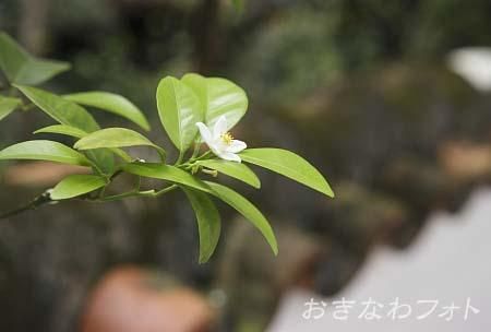 シークヮーサー