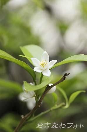 シークヮーサー