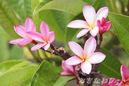 プルメリア