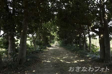 塩川御嶽とフクギ並木