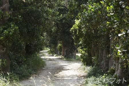 塩川御嶽とフクギ並木