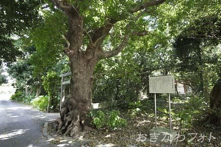 嶺間御嶽の大アカギ