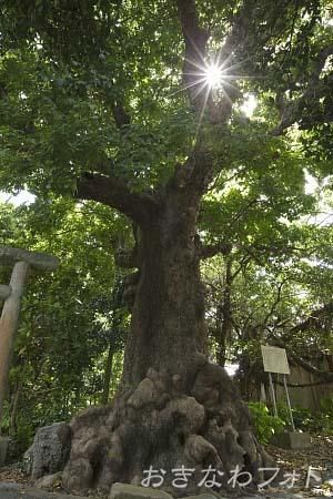 大アカギ