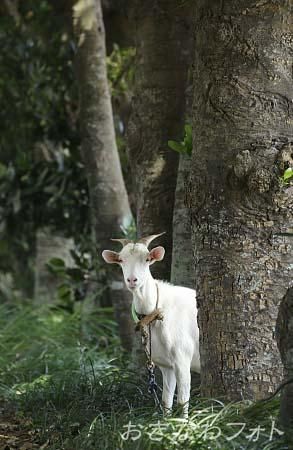 ヤギ