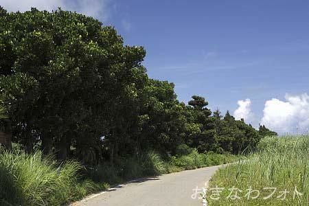 塩川御嶽とフクギ並木