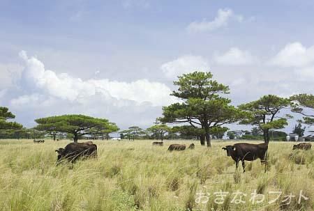 多良間牛
