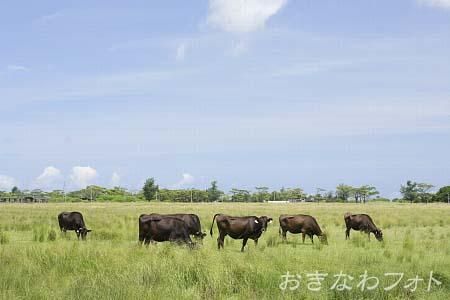 多良間牛