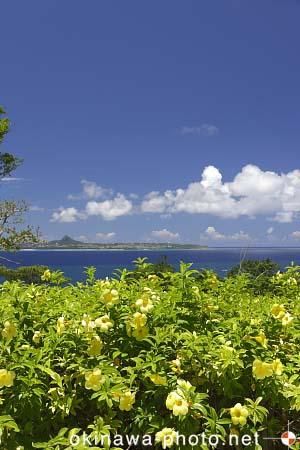 アリアケガズラ