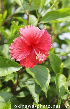 ハイビスカス