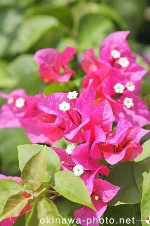 ブーゲンビリア