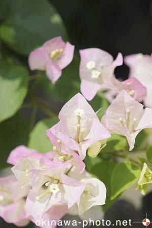 ブーゲンビリア