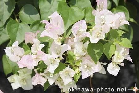 ブーゲンビリア