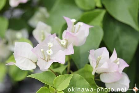 ブーゲンビリア