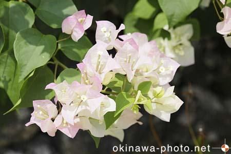 ブーゲンビリア