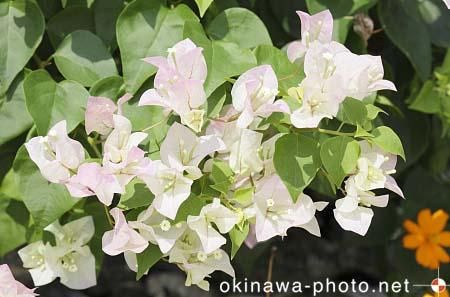 ブーゲンビリア