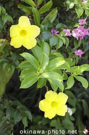 アリアケカズラ