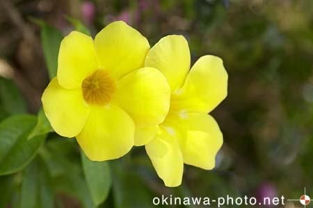 アリアケカズラ