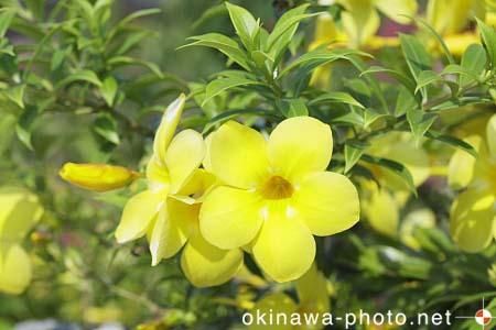 アリアケカズラ