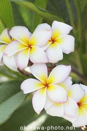 プルメリア
