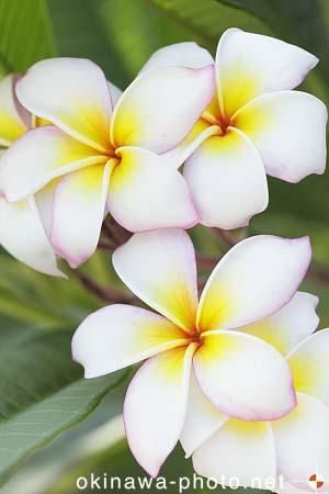 プルメリア
