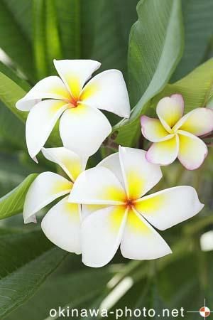 プルメリア