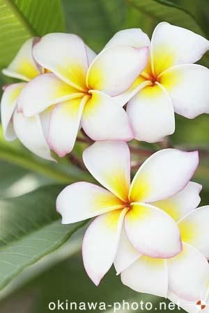 プルメリア