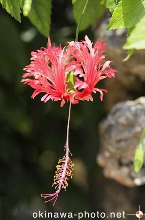 フウリンブッソウゲ