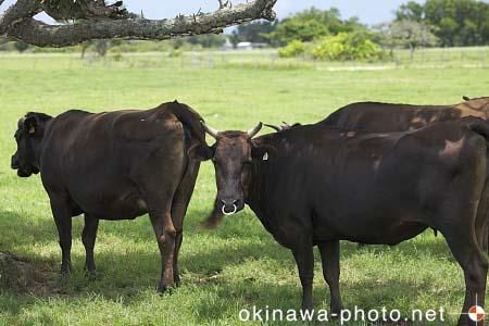 黒島牛