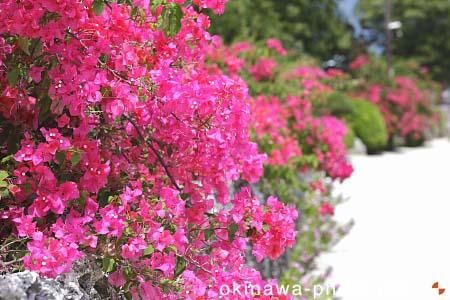 ブーゲンビリア