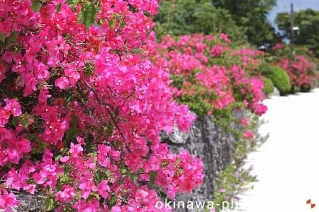 ブーゲンビリア
