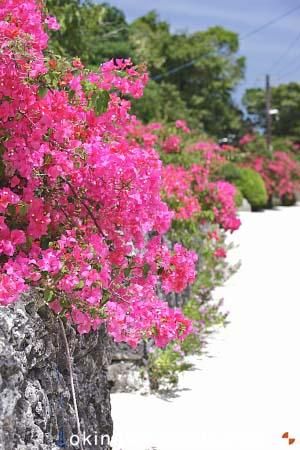 ブーゲンビリア