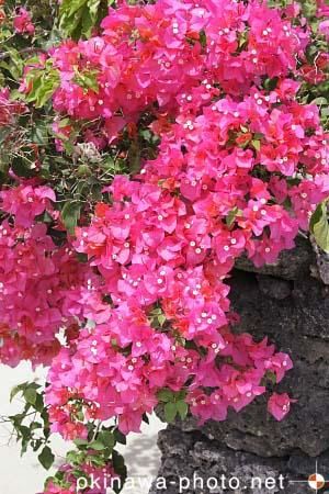 ブーゲンビリア