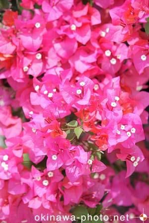 ブーゲンビリア