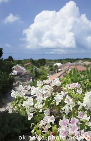 ブーゲンビリア