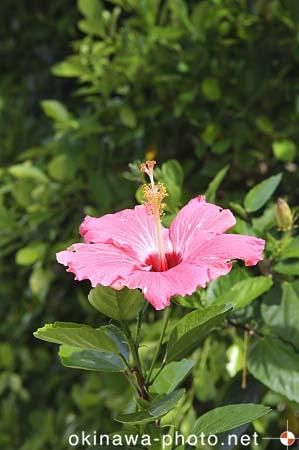 ハイビスカス