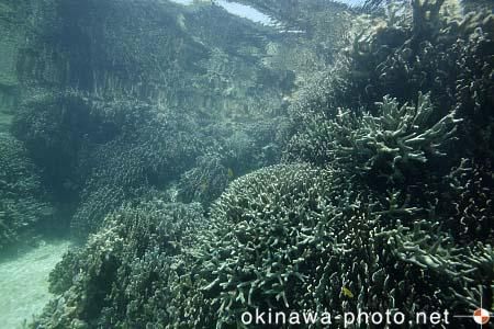 アオサンゴ