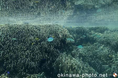 アオサンゴ
