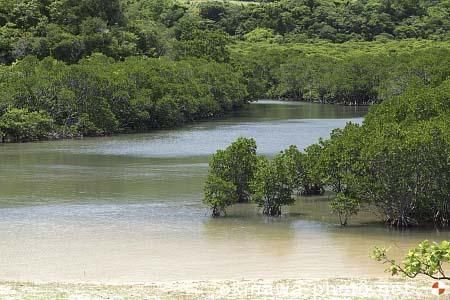 吹通川マングローブ
