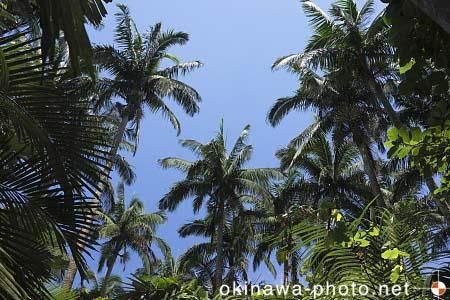 米原ヤエヤマヤシ群