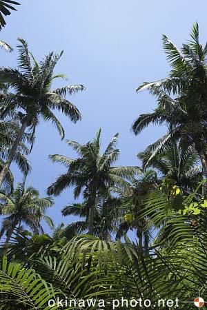 米原ヤエヤマヤシ群