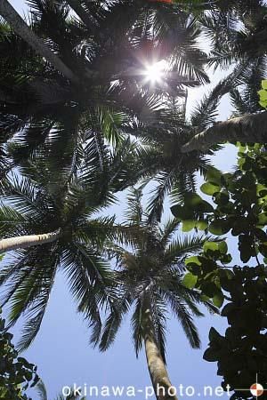 米原ヤエヤマヤシ群