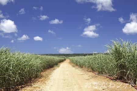 サトウキビ畑